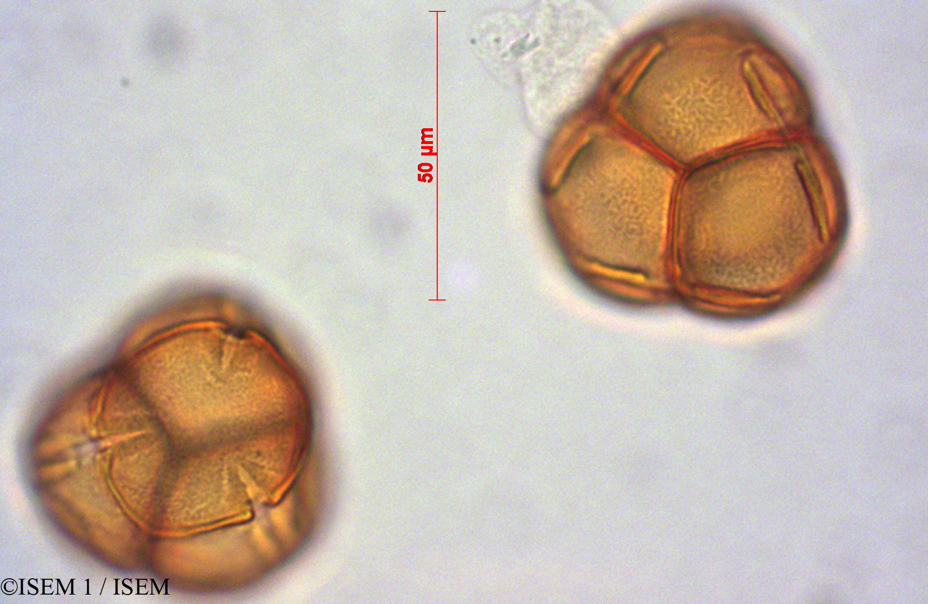 ISEM 1/Gaylussacia_oleifolia_28064/Gaylussacia_oleifolia_28064_0003(copy).jpg